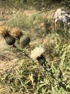 Imagem de Cirsium brevifolium Nutt.