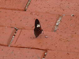 Image of Heliconius burneyi Hübner 1816