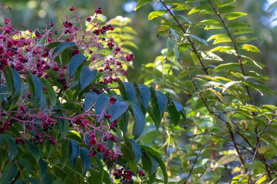 Imagem de Staphylea japonica (Thunb.) Mabb.