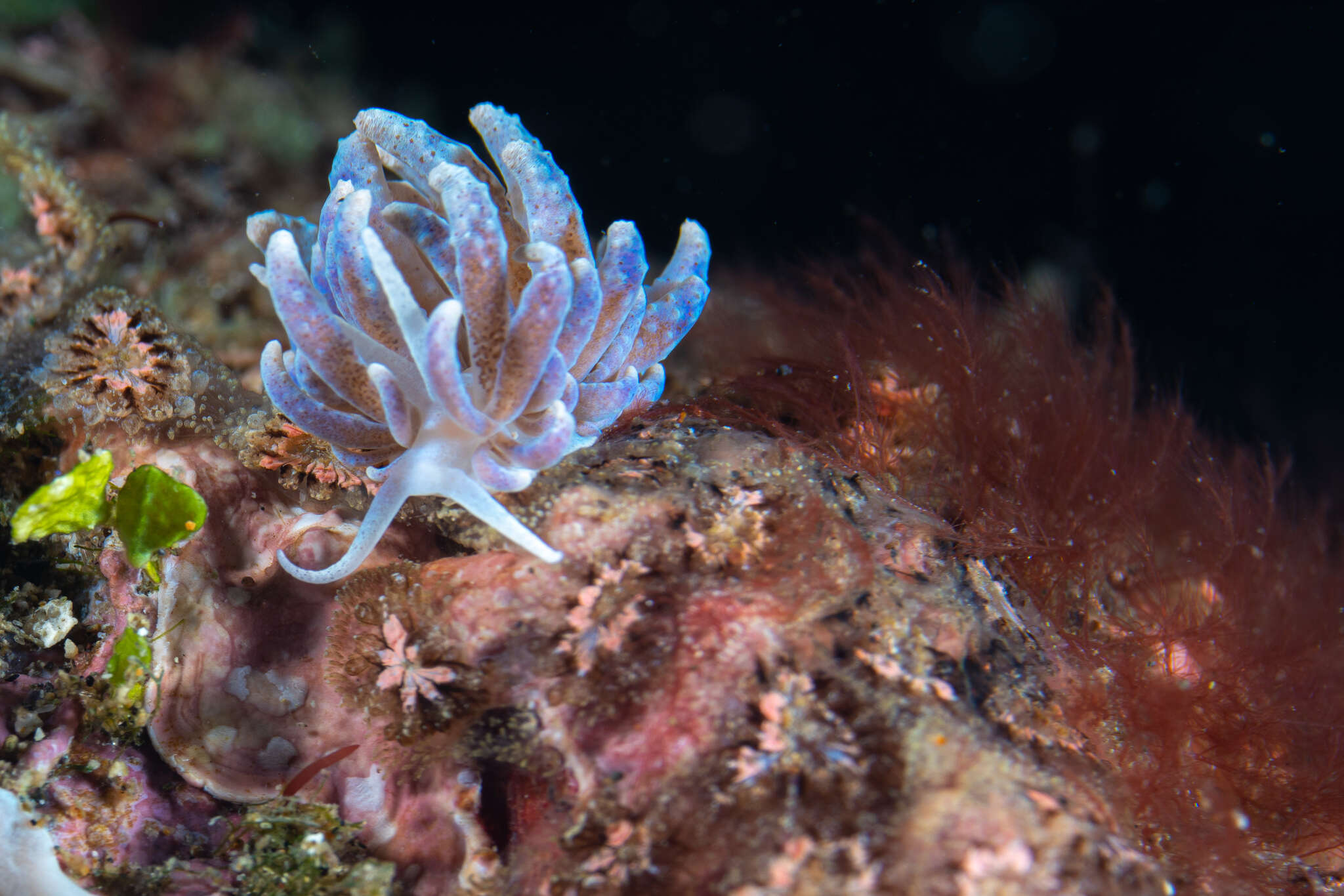 Image of Phyllodesmium crypticum Rudman 1981