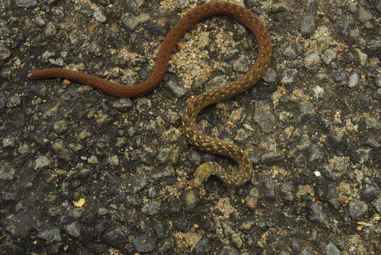 Image of Beddome’s Keelback