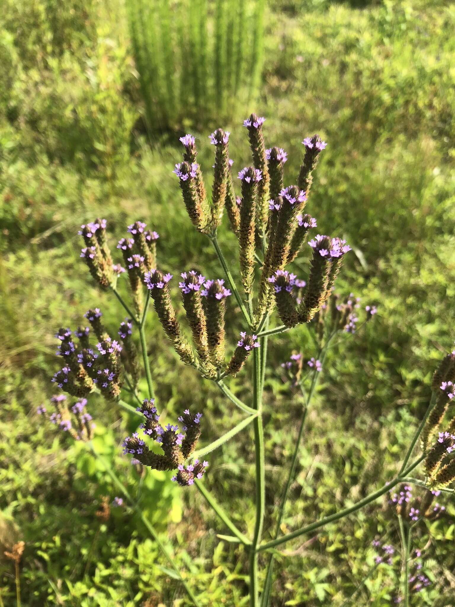 Image of Brazilian Vervain