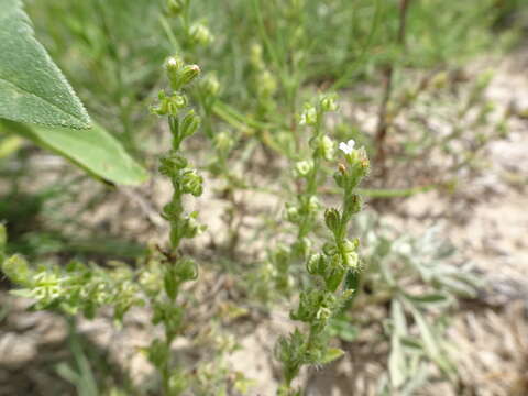 Lappula occidentalis var. cupulata (A. Gray) Higgins resmi