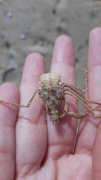 Image of long legged spider crab