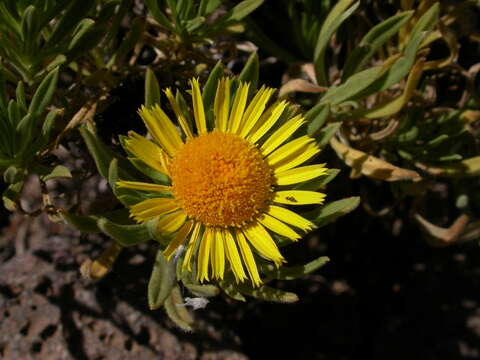 Image of Asteriscus graveolens subsp. stenophyllus (Link) W. Greuter