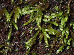 Image of obtuseleaf scleropodium moss