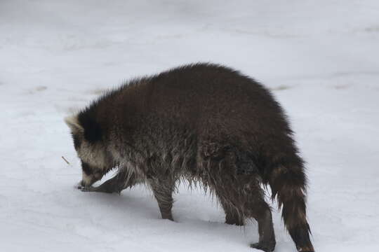 Sivun Canine morbillivirus kuva