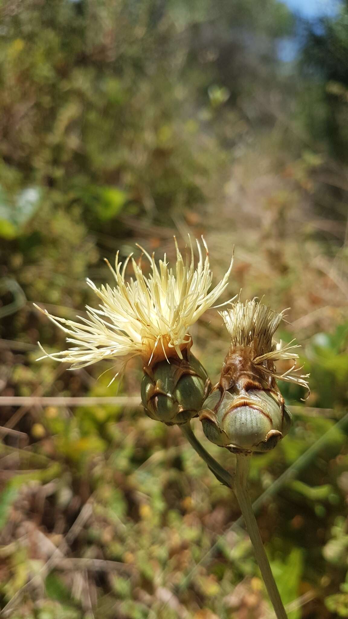 Sivun Rhaponticoides africana (Lam.) M. V. Agab. & Greuter kuva