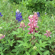 Image of Texas lupine