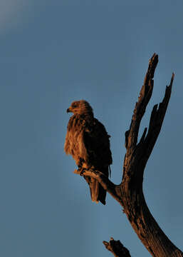 Image of Tawny Eagle