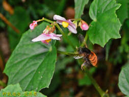 Image of Bombus bicoloratus Smith 1879