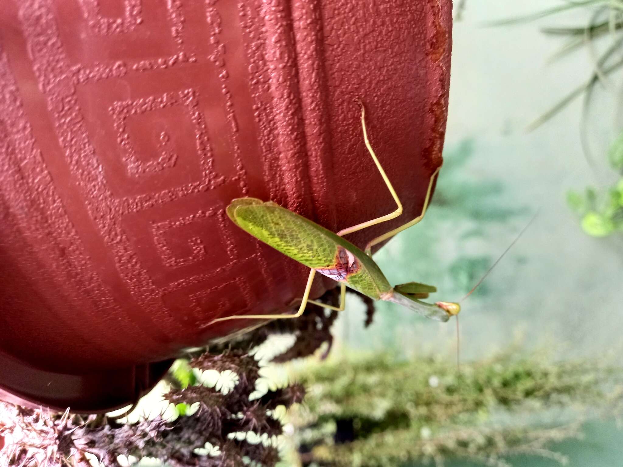 Image of Stagmatoptera biocellata Saussure 1869