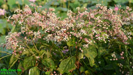 Image of Harlequin Glorybower