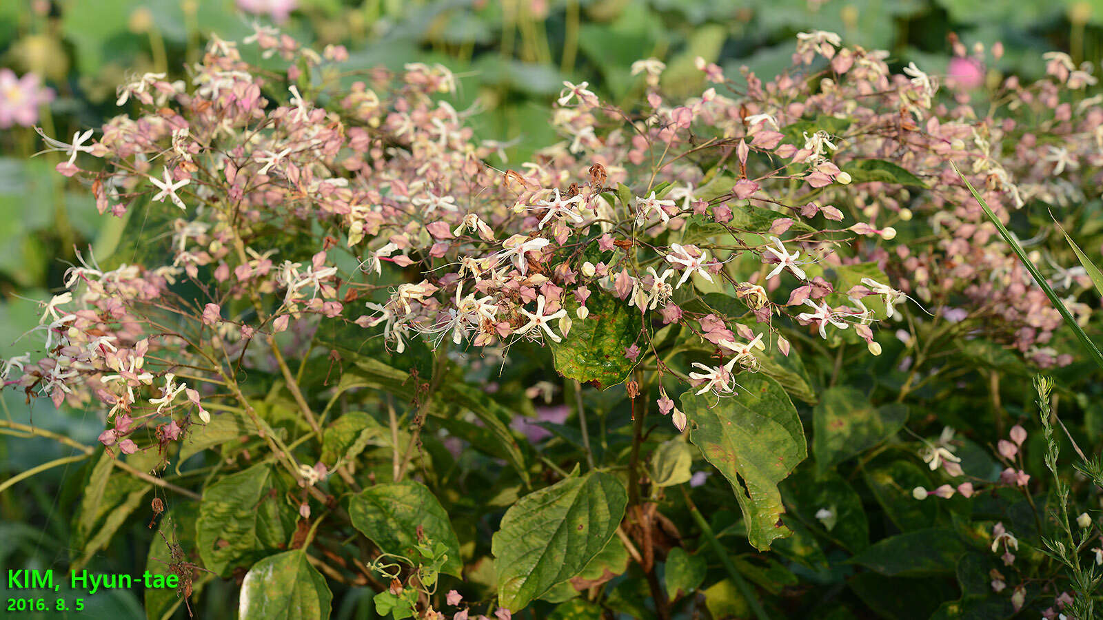 Imagem de Clerodendrum trichotomum Thunb.