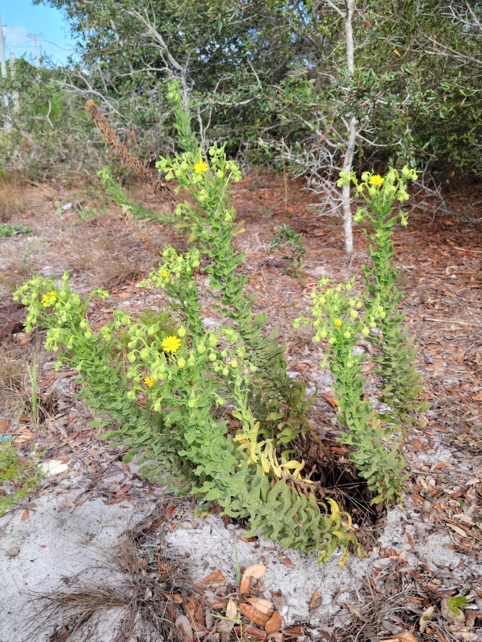 Chrysopsis delaneyi Wunderlin & Semple resmi