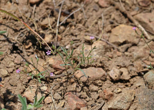 Image of Navarretia linearifolia subsp. linearifolia