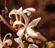 Image of Ancylobothrys capensis (Oliv.) Pichon