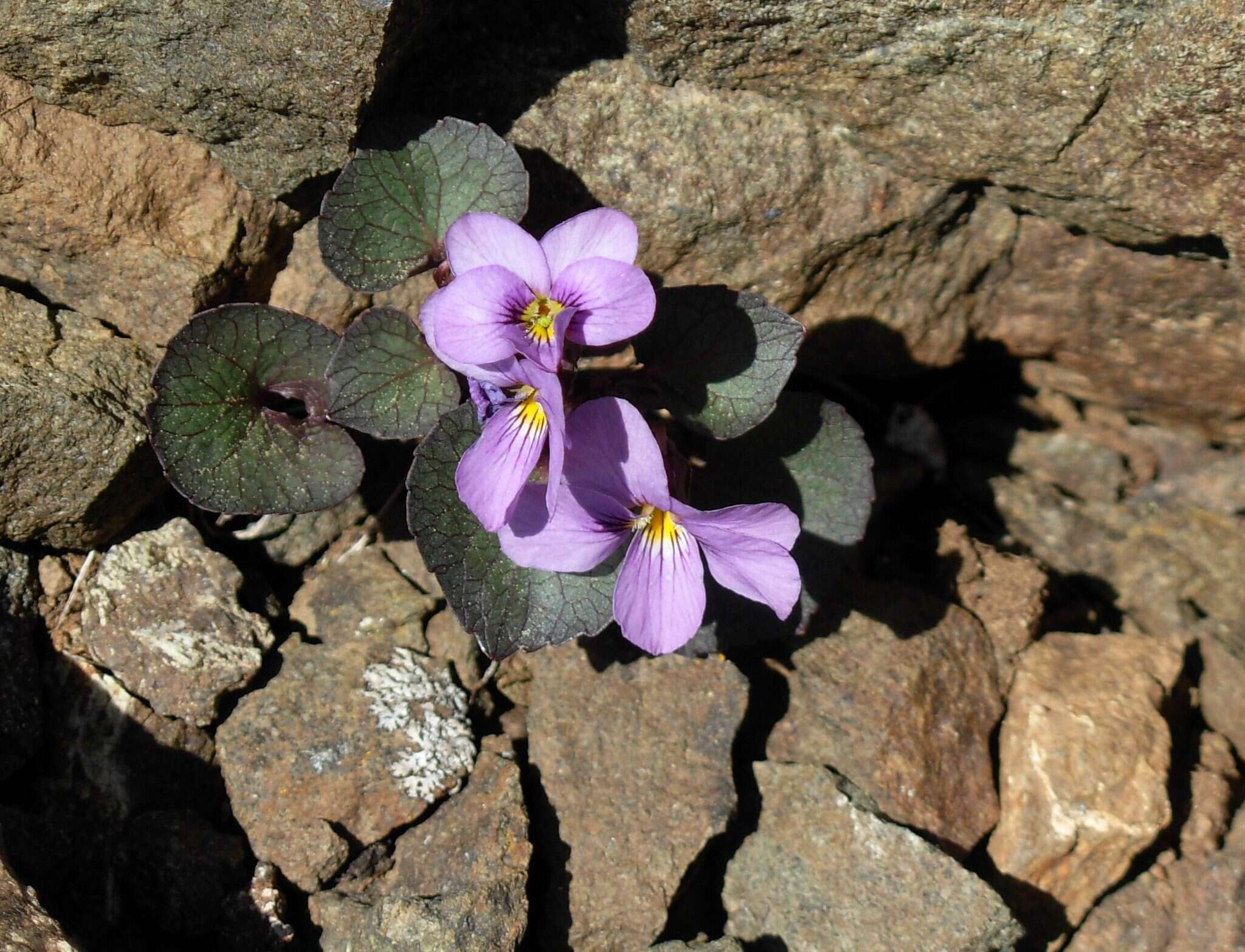 Слика од Viola flettii Piper