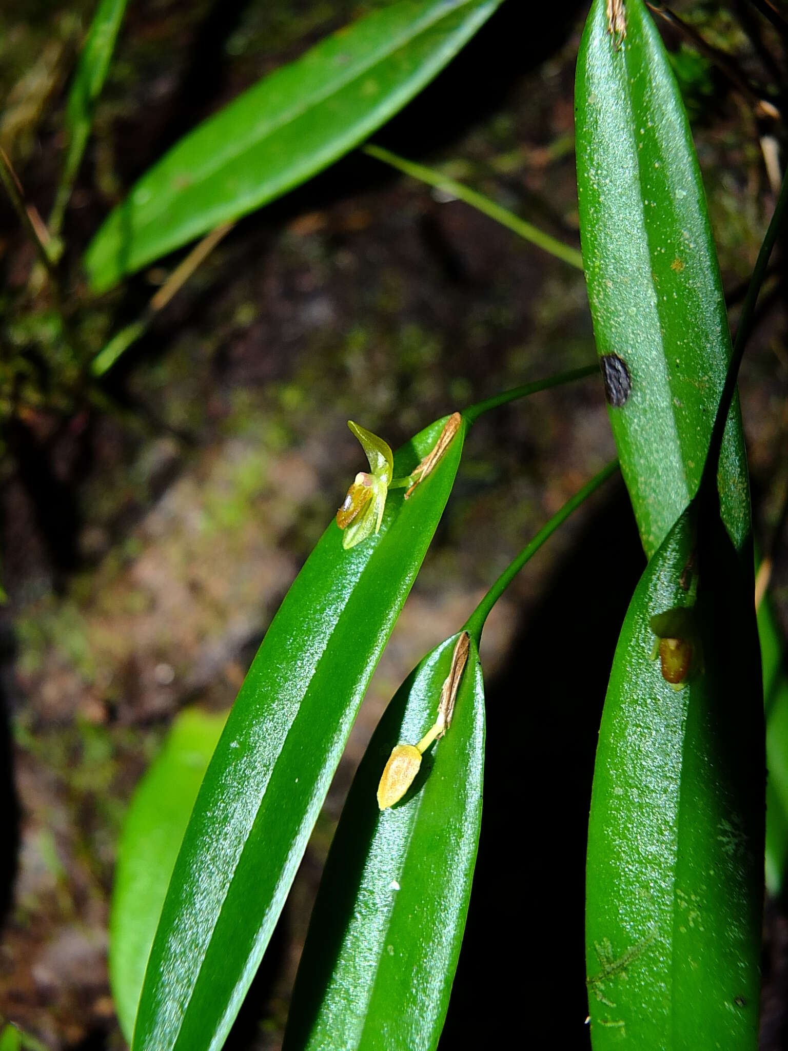 Image of Pleurothallis discoidea Lindl.