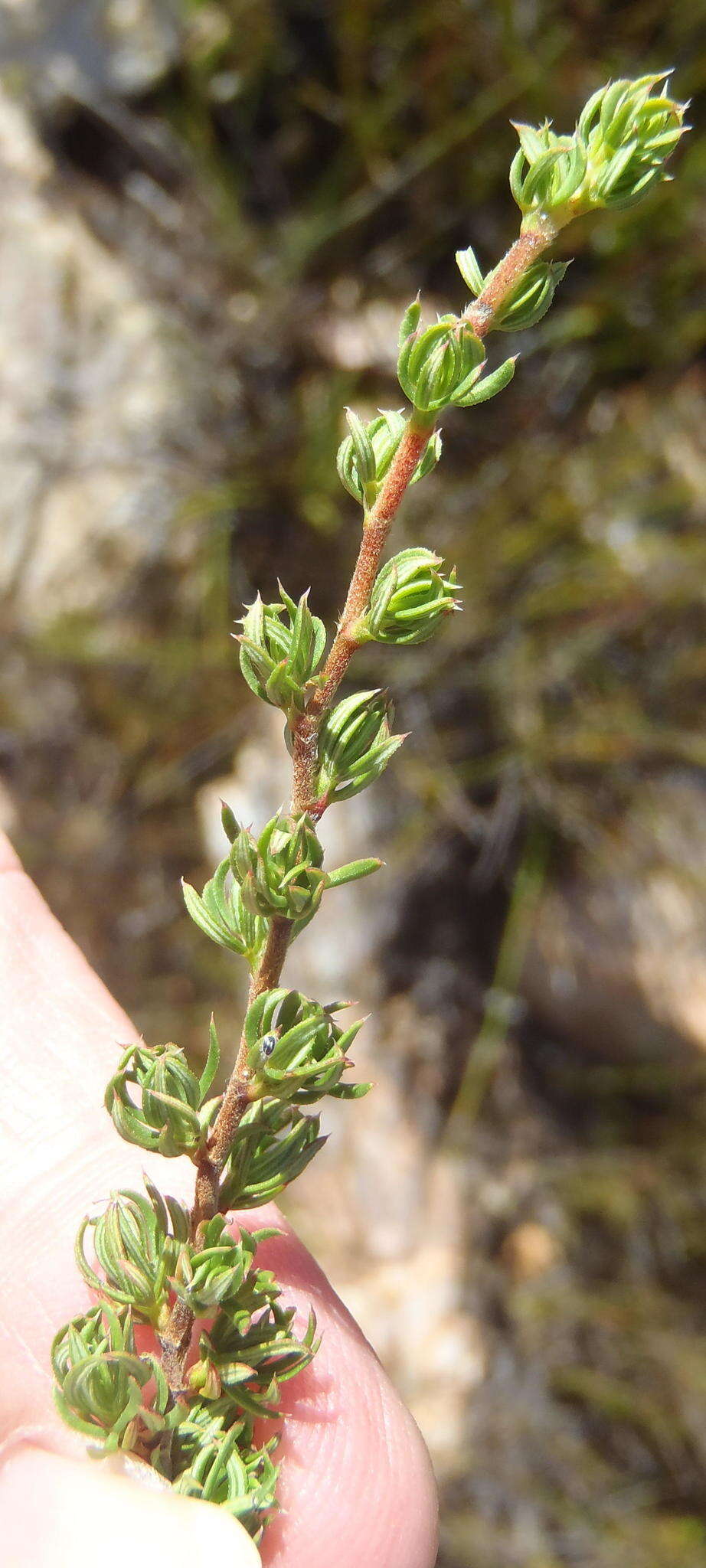 Image of Cliffortia arcuata Weim.