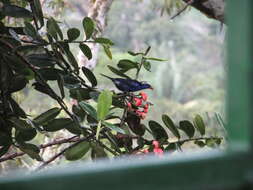 Image of Opal-crowned Tanager