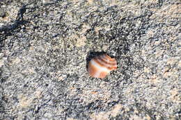 Image of Mouse Cone