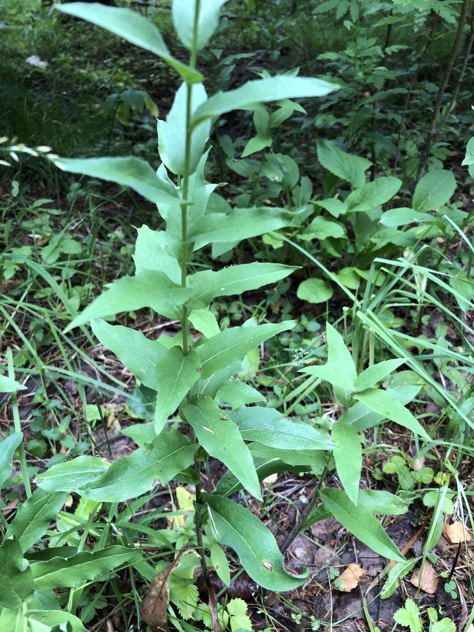 Image of Hieracium krylovii Nevski ex Krylov