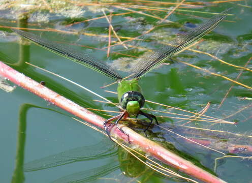 Image of Comet Darner