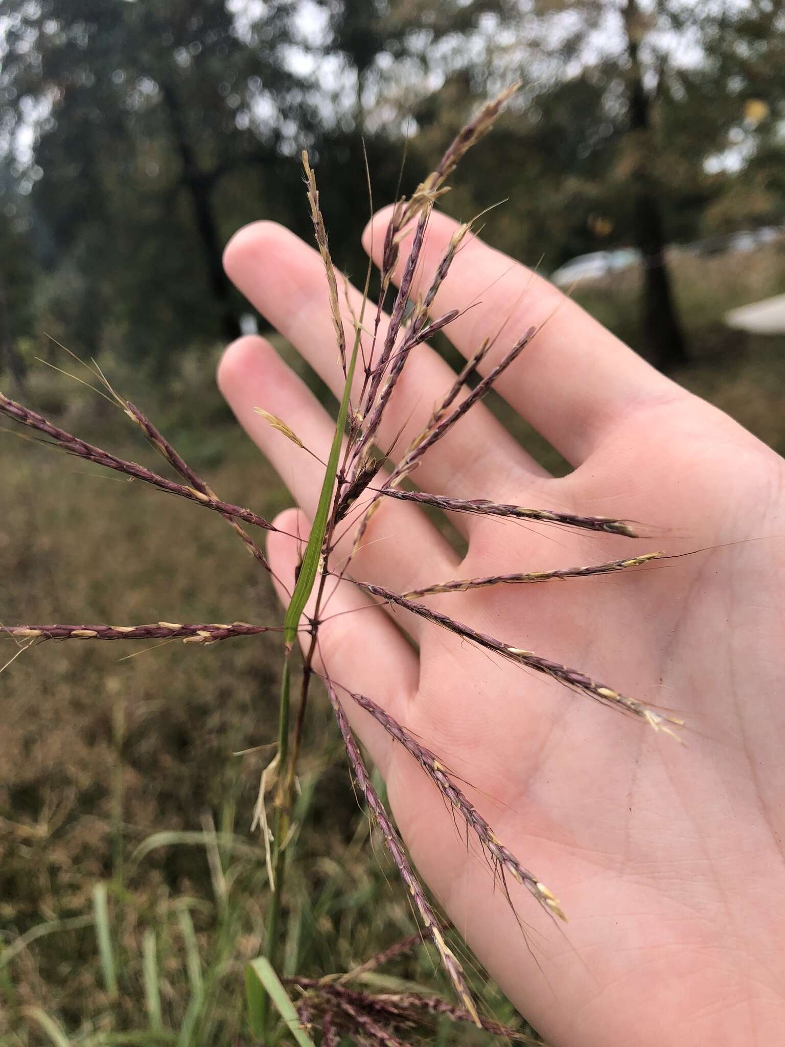 صورة Bothriochloa bladhii (Retz.) S. T. Blake