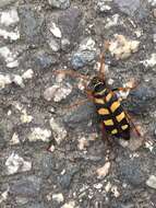 Image of Leptura aurulenta Fabricius 1793