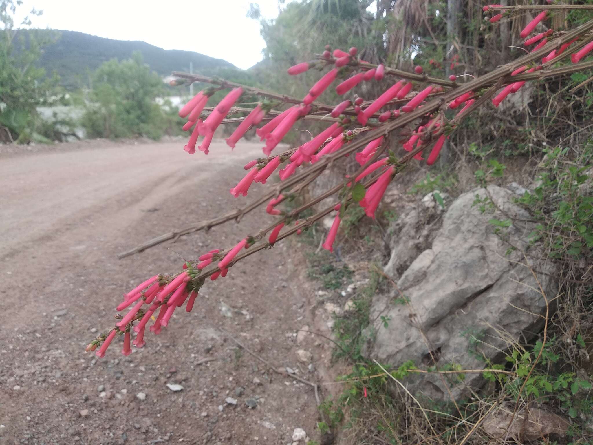 Image of Russelia obtusata Blake