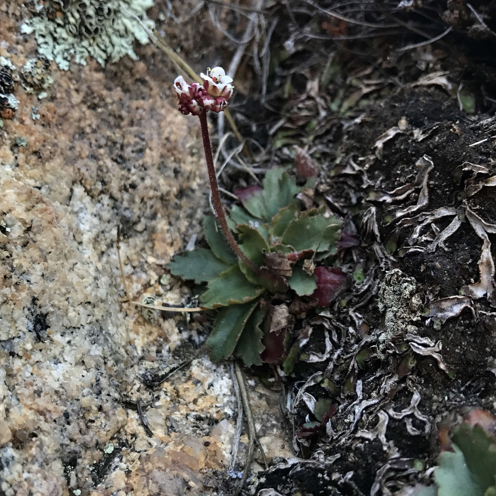 Plancia ëd Micranthes eriophora (S. Wats.) Small