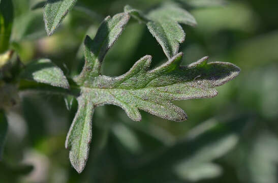 Image de Ambrosia maritima L.