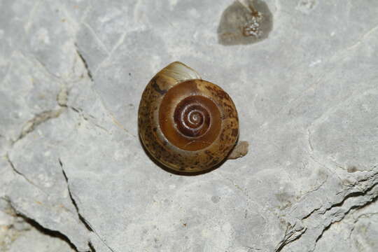 Image of girdled snail