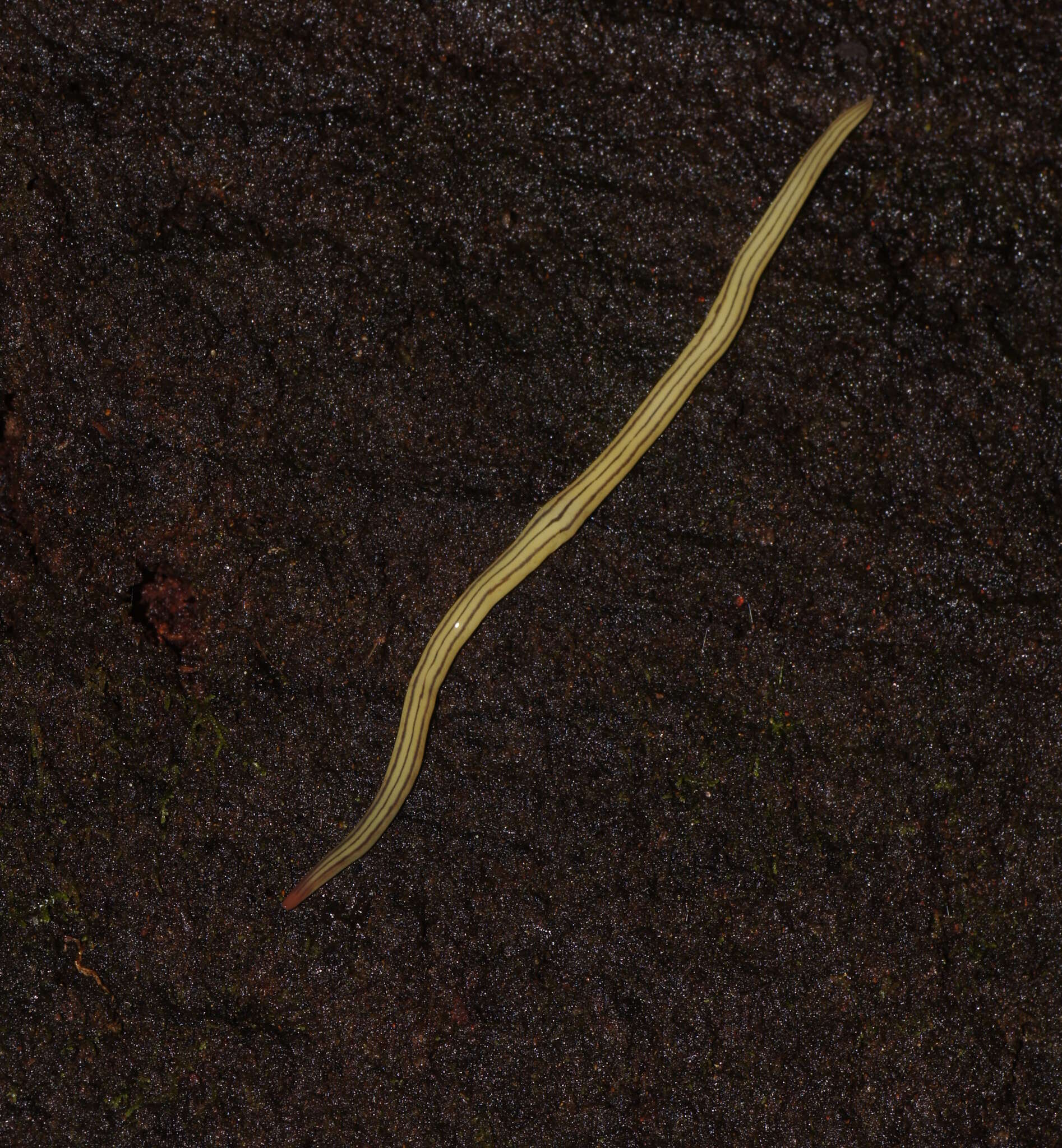 Image of Fletchamia mediolineata (Dendy 1891)