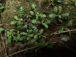 Image of Leptinella nana (D. Lloyd) D. G. Lloyd & C. J. Webb