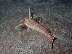 Image of Long-finned Gurnard