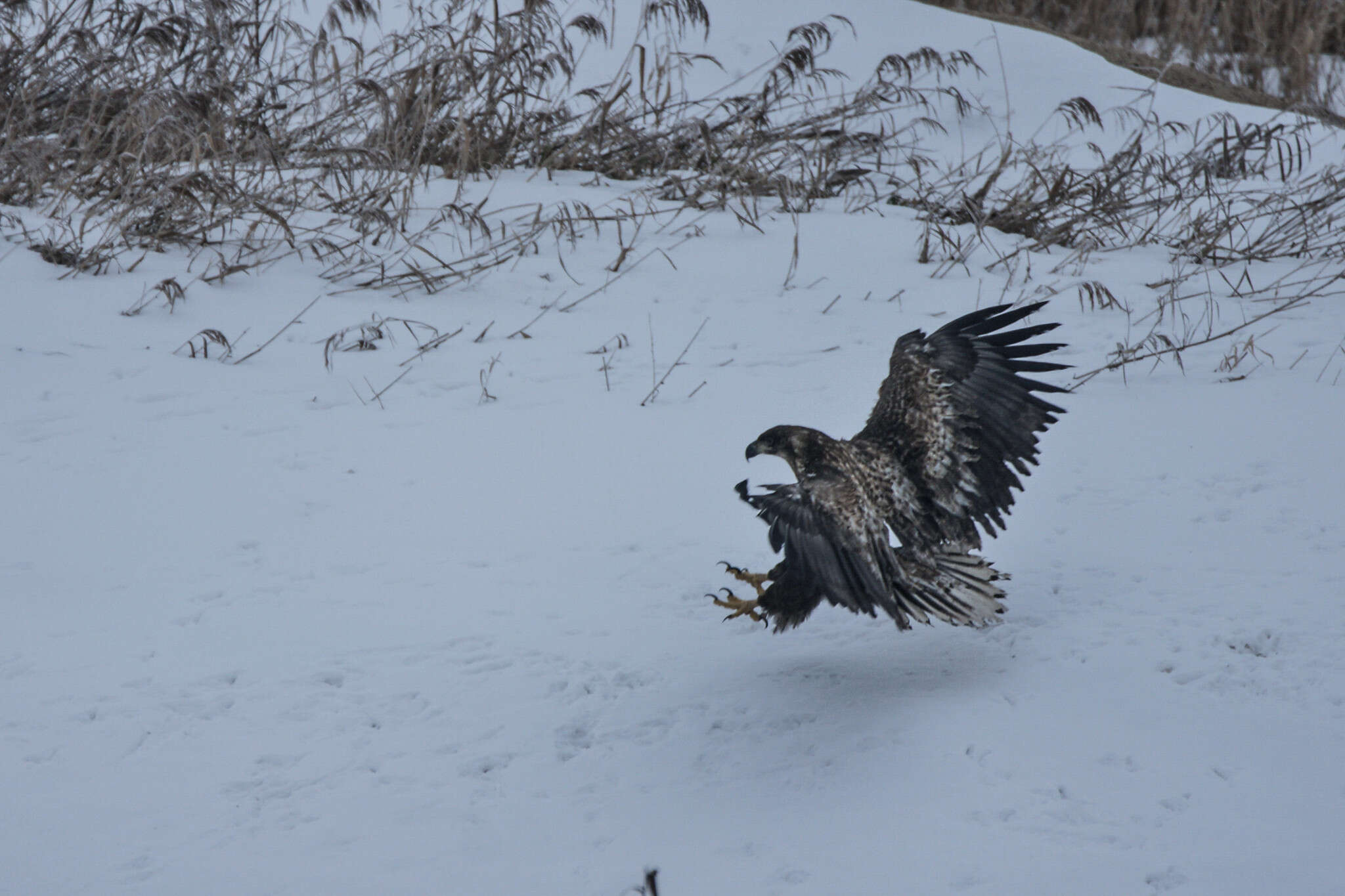 Image of White-tailed Eagle