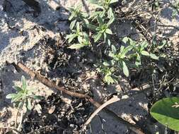 Image of seabeach evening primrose