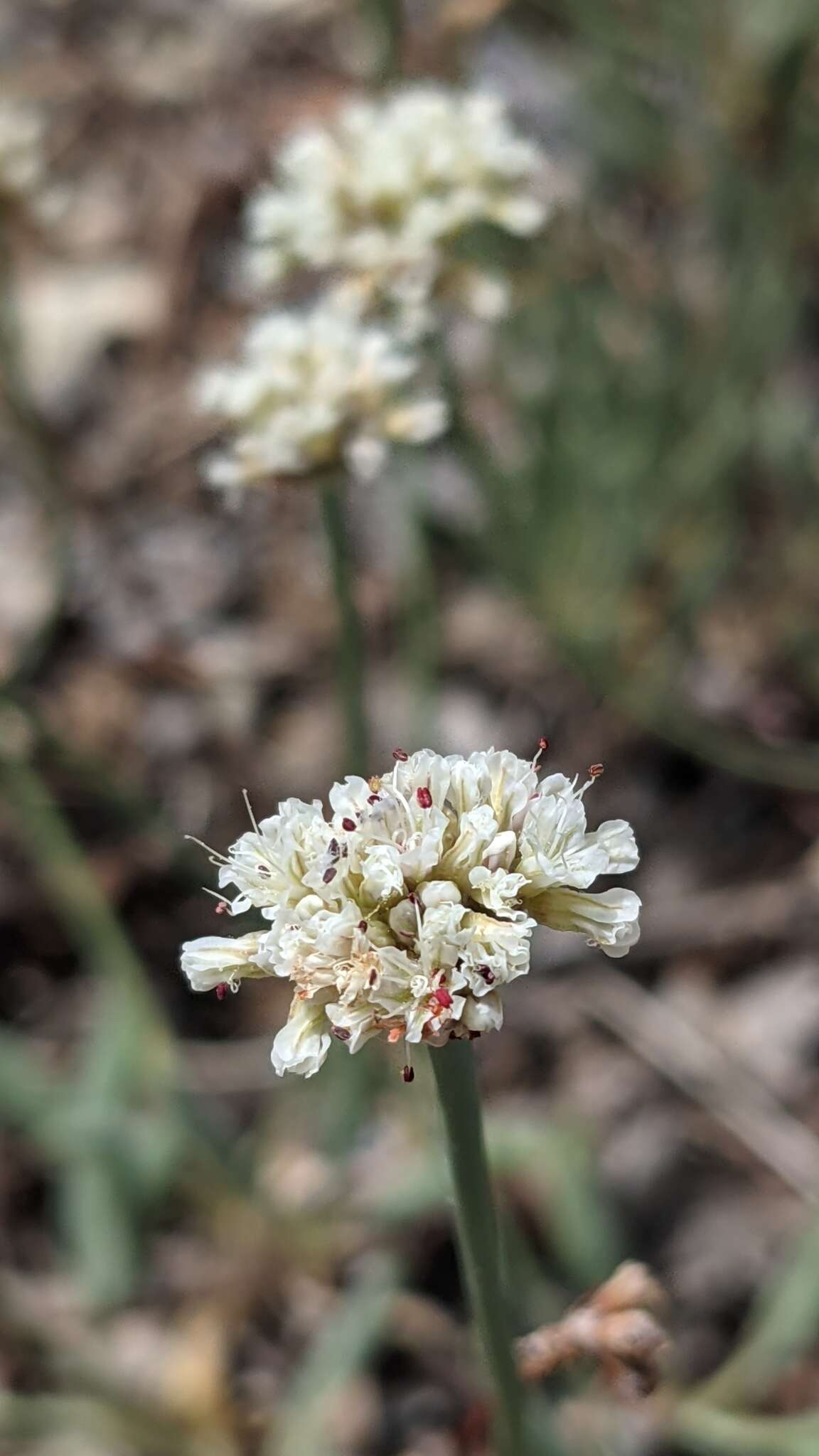 Image of Panguitch buckwheat