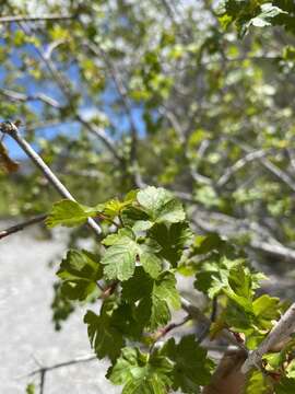 Image of Rocky Mountain maple