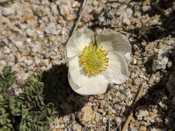 Слика од Ranunculus andersonii A. Gray