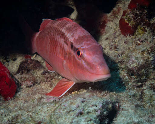 Image of Whitesaddle goatfish