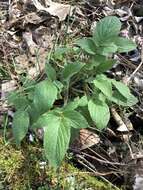 Image of Oregon phacelia