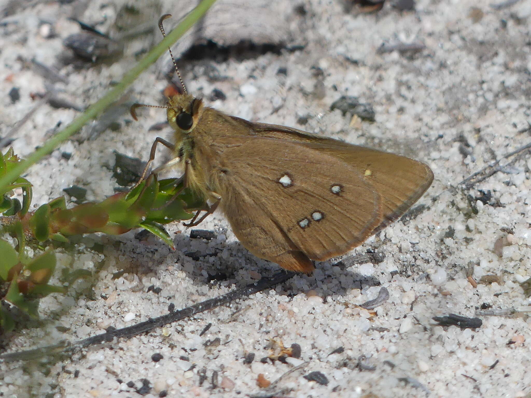 Image of Hesperilla trimaculata Tepper 1882