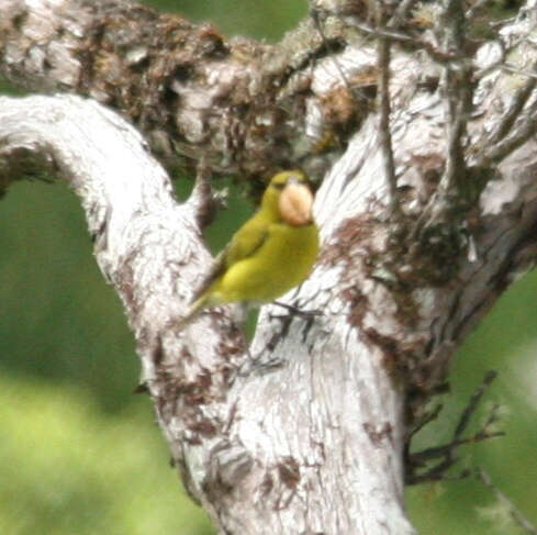 Image of Oahu Amakihi