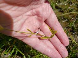 Sabatia brachiata Ell. resmi