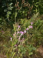 Atocion armeria var. lituanicum (Zapal.) Niketic & Stevan. resmi