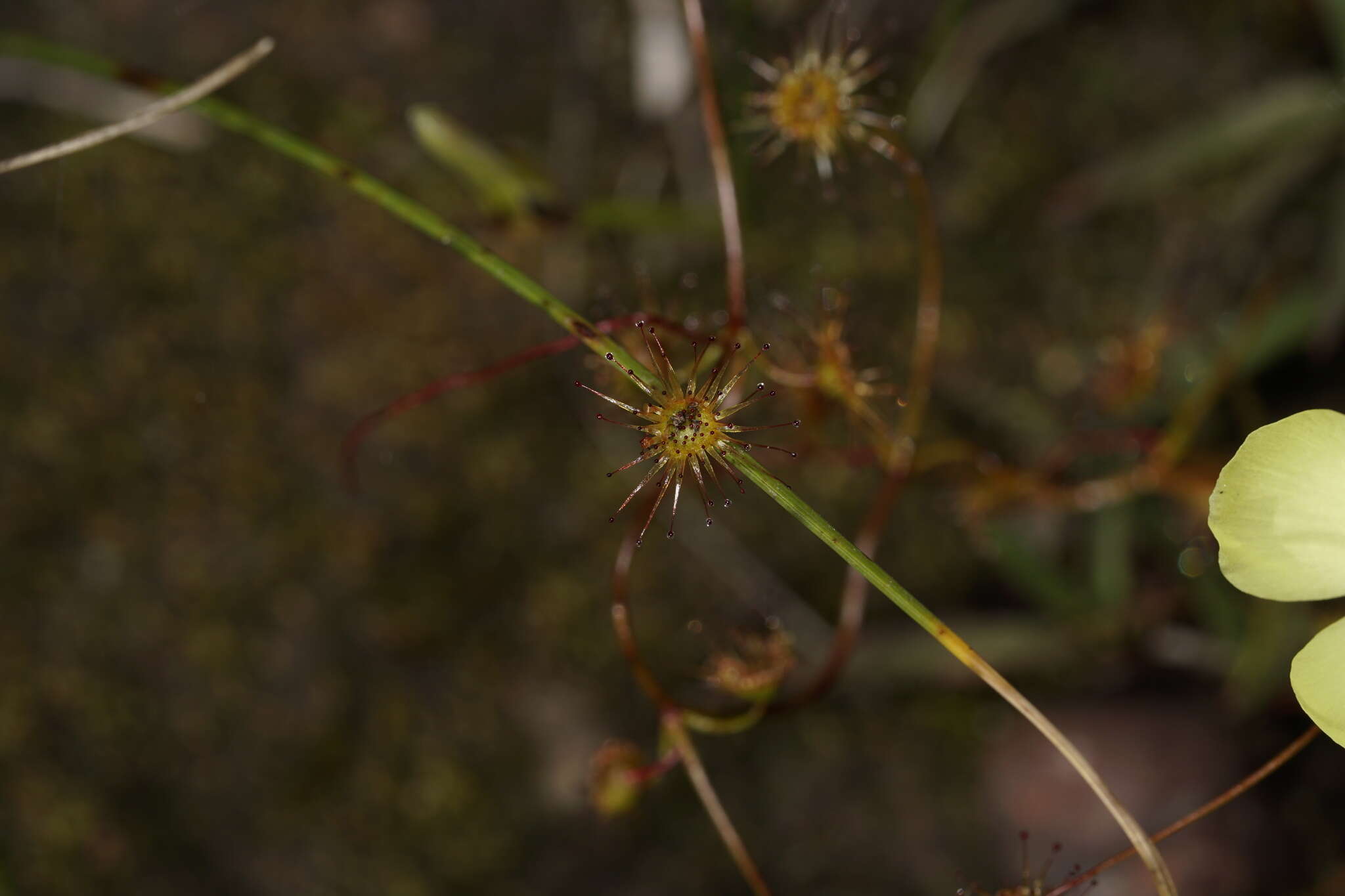 Image of Drosera intricata Planch.