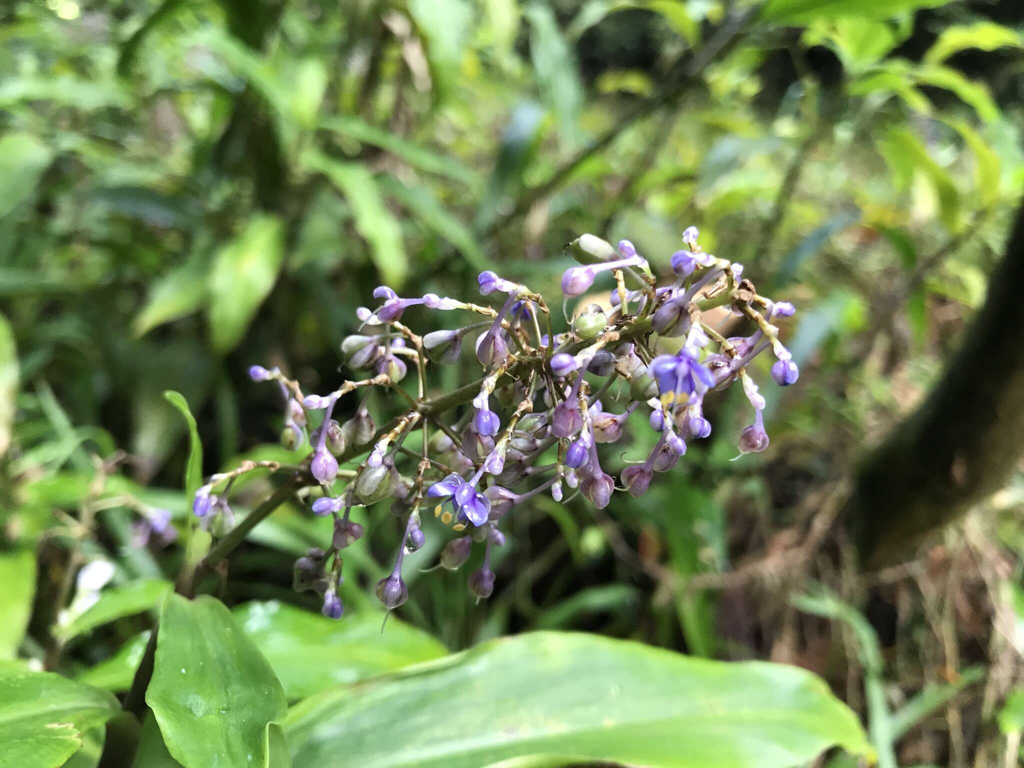 Слика од Pollia macrophylla (R. Br.) Benth.